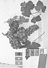 Vitis%20vinifera%20%27IFG%2068-175%27