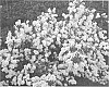 Exochorda%20macrantha%20x%20Exochorda%20racemosa%20%27Niagara%27