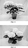Hydrangea%20macrophylla%20%28Thunb.%29%20%27Merritt%20White%27
