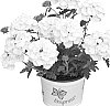 Verbena%20hybrida%20%27Duempwi09%27