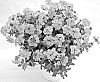 Verbena%20tenera%20%27Wesverepea%27