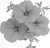 Petunia%20x%20hybrida%20%27Duesurred09%27