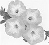 Petunia%20x%20hybrida%20%27Dueswebermo%27