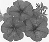 Petunia%20x%20hybrida%20%27Duesurmar%27