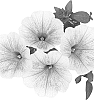 Petunia%20x%20hybrida%20%27Dueswecara%27