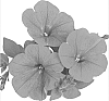 Petunia%20x%20hybrida%20%27Duesurneon%27