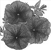 Petunia%20x%20hybrida%20%27Duesurkard%27