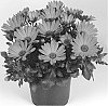 Osteospermum%20ecklonis%20%27Duetimhopi%27