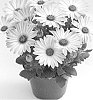Osteospermum%20ecklonis%20%27Duetisunray%27