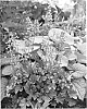 Heuchera%20hybrid%20%27Milan%27