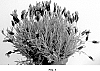 Lavandula%20stoechas%20%27Green%20Summer%27
