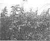 Rubus%20idaeus%20%27Elegance%27