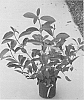 Viburnum%20odoratissimum%20x%20%28Viburnum%20x%20hillier%29%20%27Le%20Bois%20Marquis%27