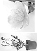 Camellia%20sasanqua%20%27Mondel%27