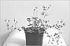 Geranium%20cinereum%20%27SOPHIE%27