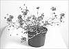 Geranium%20cinereum%20%27Melody%27