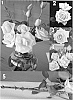 Rosa%20hybrida%20%27BENsiete%27