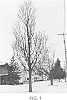 Gleditsia%20triacanthos%20var.%20inermis%20%27Draves%27