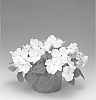 Impatiens%20walleriana%20%27Imspewhit%27