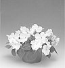 Impatiens%20walleriana%20%27Imspewhit%27