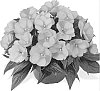 Impatiens%20hawkeri%20%27Duesweetblust%27