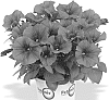 Petunia%20x%20hybrida%20%27Duepotdared%27