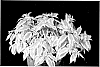 Diervilla%20plant%20named%20%27LPDC%20Podaras%27