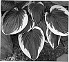 Distinct%20cultivar%20of%20Hosta%20plant%20named%20%27Foxfire%20Night%20Skye%27