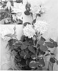 Rosa%20hybrida%20%27SPRoimpress%27