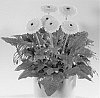 Gerbera%20jamesonii%20%27Klondike%27