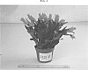 Rhipsalidopsis%20x%20hybrida%20%277371E%27