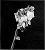 Vaccinium%20corymbosum%20L.%20%27FL02-40%27