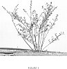 Vaccinium%20corymbosum%20hybrid%20%27F126%27