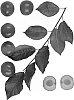 Prunus%20salicina%20x%20Prunus%20avium%20%27Newroot-1%27