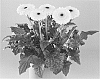 Gerbera%20jamesonii%20%27Kings%20Canyon%27