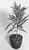 Dracaena%20reflexa%20%27SUPHA06%27