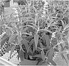 Salvia%20leucantha%20%27FERPINK%27