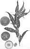 Prunus%20persica%20%27Burpeachtwentyfour%27