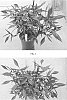 Ipomoea%20batatas%20%28L.%29%20Lam.%20%27NCORNSP-011MNLC%27