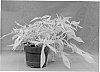 Ipomoea%20batatas%20%28L.%29%20Lam.%20%27NCORNSP-012EMLC%27