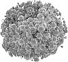 Chrysanthemum%20morifolium%20%27PPP%20GIRO%2009%27