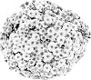 Chrysanthemum%20morifolium%20%27PPP%20BALD%2009%27