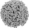 Chrysanthemum%20morifolium%20%27PPP%20IZL%2009%27