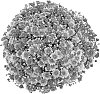Chrysanthemum%20morifolium%20%27PPP%20MORA%2009%27