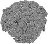 Chrysanthemum%20morifolium%20%27PPP%20CLIO%2009%27