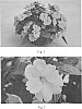 Impatiens%20x%20hybrida%20%27SAKIMP017%27