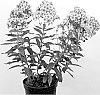 Phlox%20paniculata%20%27Neon%20Flare%27