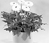 Gerbera%20jamesonii%20%27Acadia%27