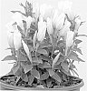 Gentiana%20makinoi%20%27White%20Magic%27