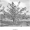 Vaccinium%20corymbosum%20%27Sunset%20Blue%27